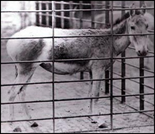 叙利亚野驴（Equus hemionus hemippus）