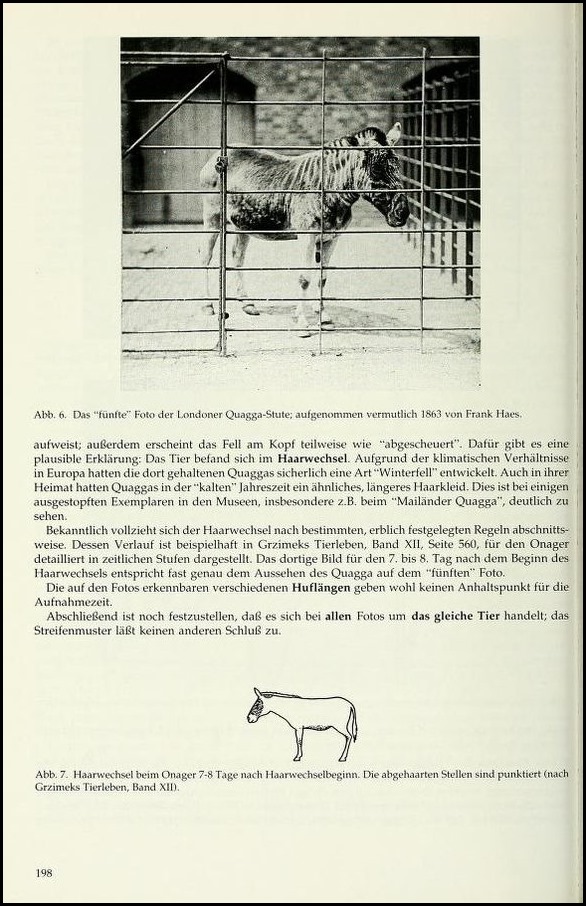 斑驴(Equus quagga quagga)3