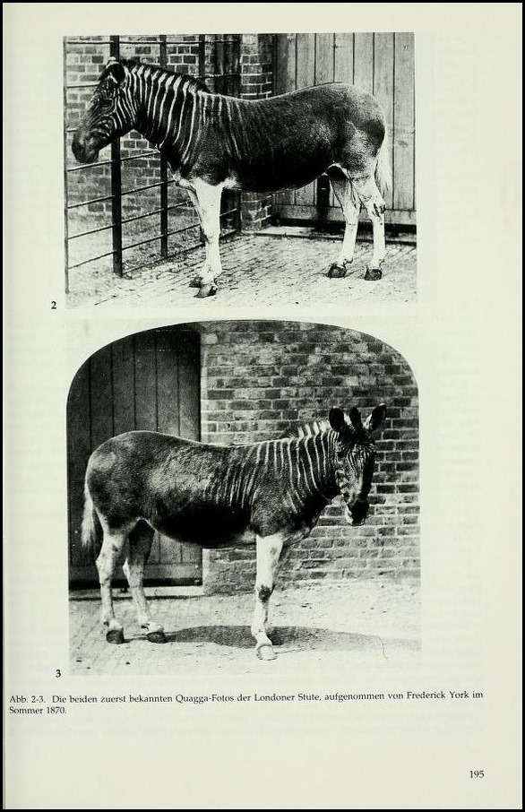 斑驴(Equus quagga quagga)