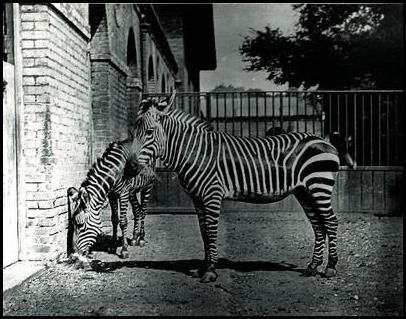 海角山斑马（Equus zebra zebra）2