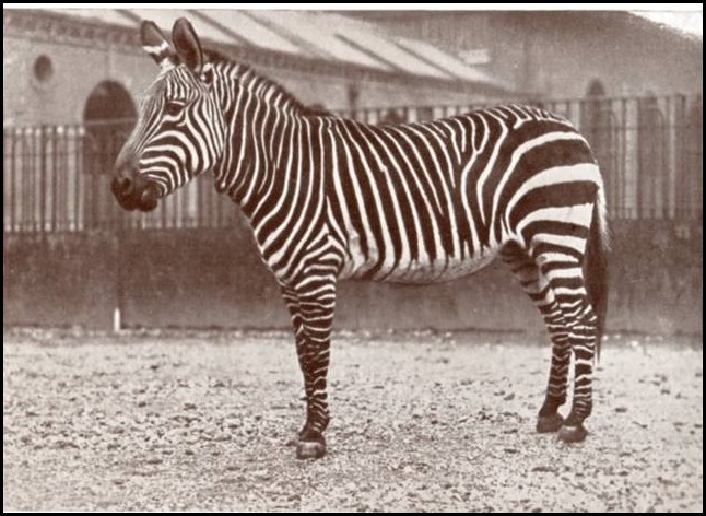 海角山斑马（Equus zebra zebra）