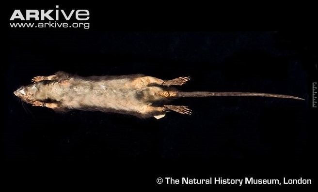 ARKive image GES066311 - Antillean giant rice rat