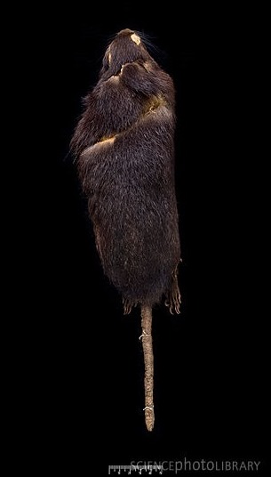 圣卢西亚巨稻鼠（Megalomys luciae）1