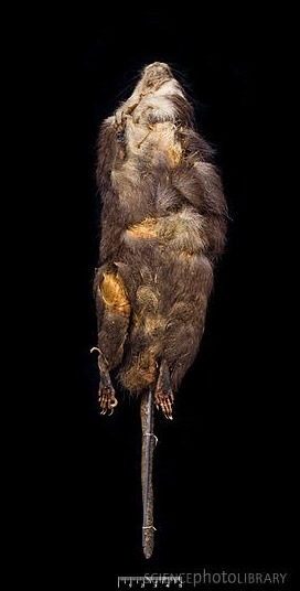 圣卢西亚巨稻鼠（Megalomys luciae）3