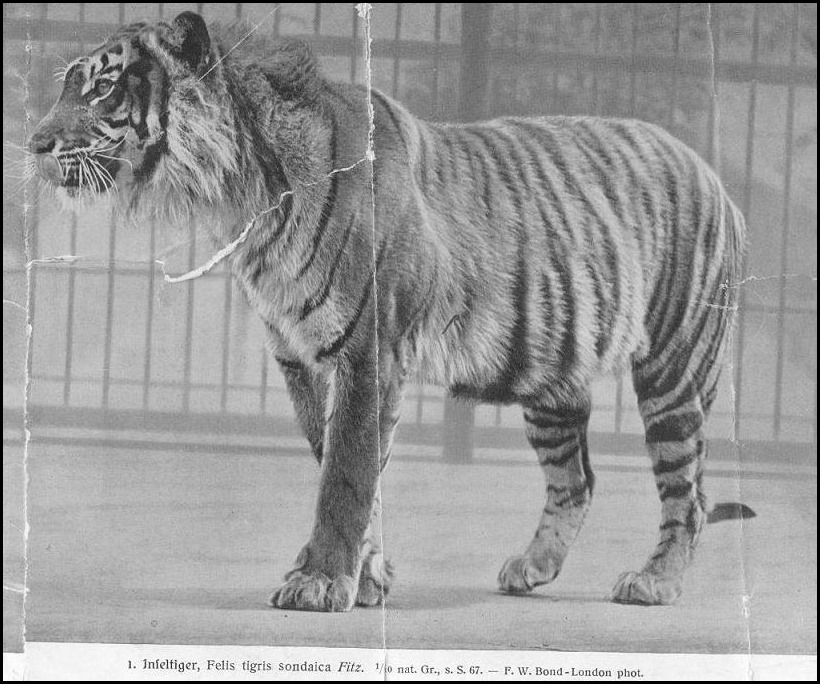 爪哇虎（Panthera tigris sondaica）
