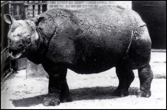 爪哇犀（Rhinoceros sondaicus）