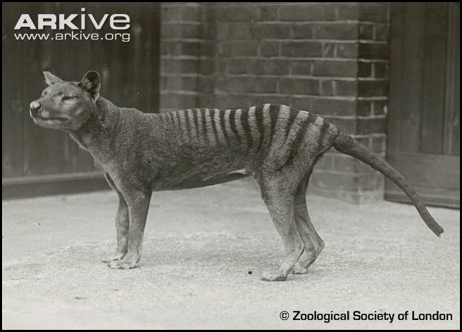 ARKive image GES001866 - Thylacine