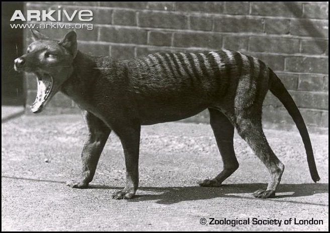 ARKive image GES001867 - Thylacine
