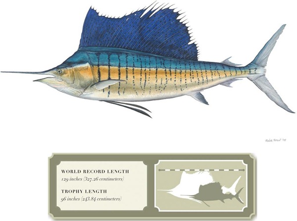 PacificSailfish