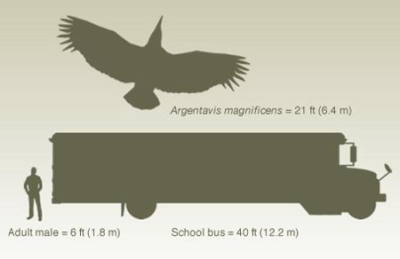 阿根廷巨鳥